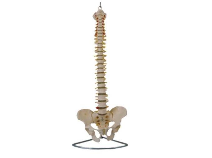 Modelo de Colunas e Vértebras
