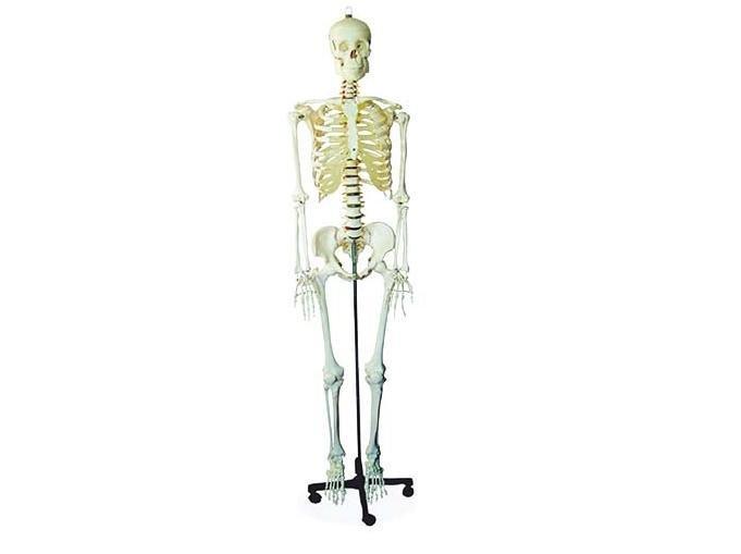 Modelos de Esqueletos Humanos