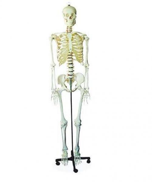 Modelos de Esqueletos Humanos